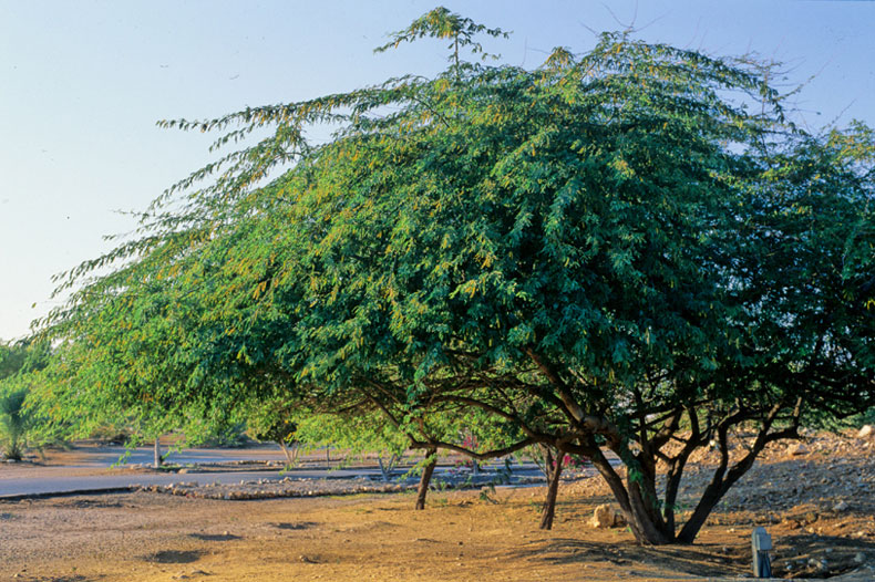کهور